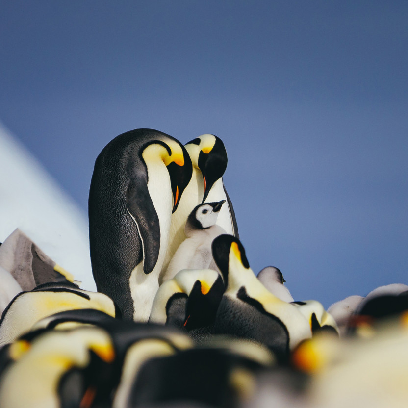 Emperor Penguin Quest:  Expedition to Snow Hill