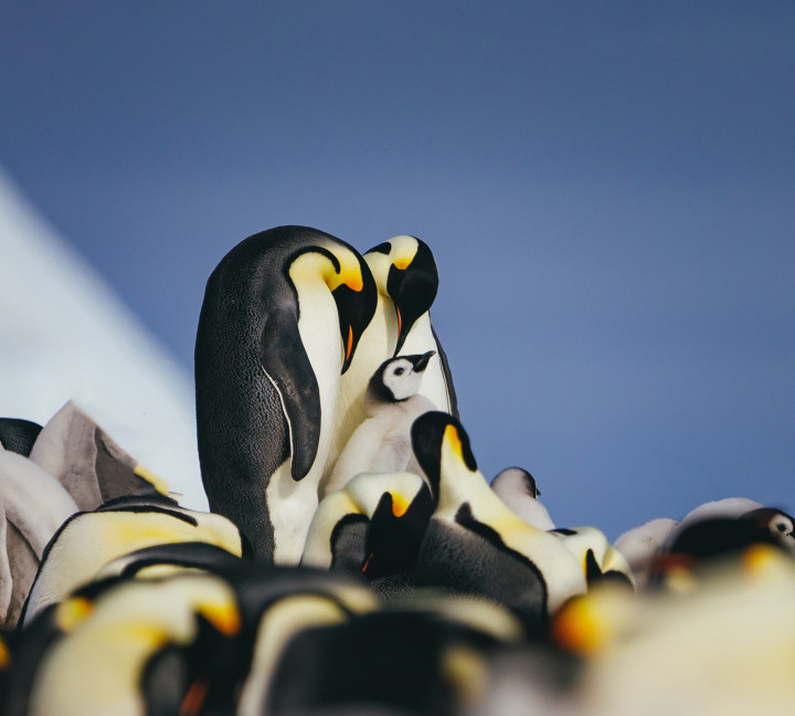 Emperor Penguin Quest:  Expedition to Snow Hill