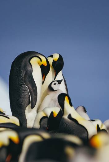 Emperor Penguin Quest:  Expedition to Snow Hill