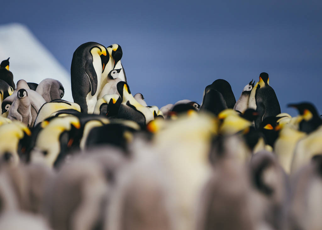 Emperor Penguins