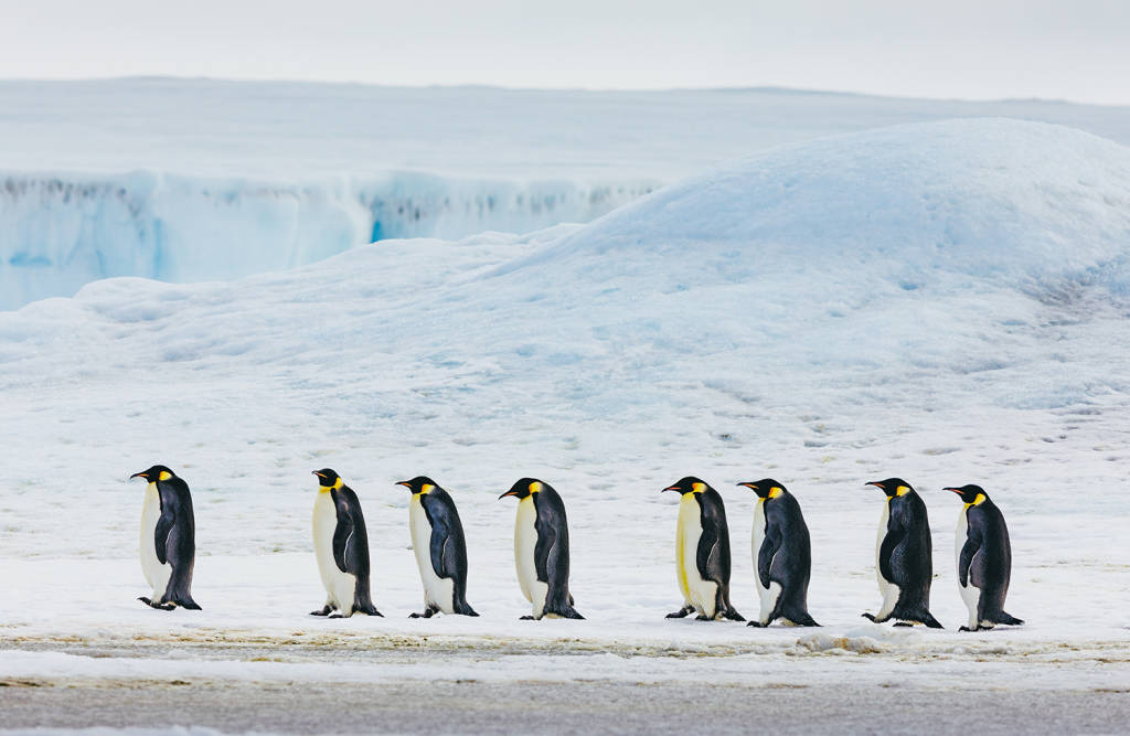 Emperor Penguins