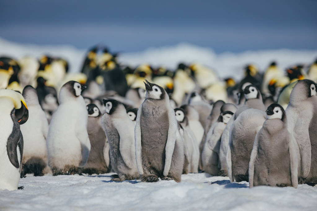 Emperor Penguins