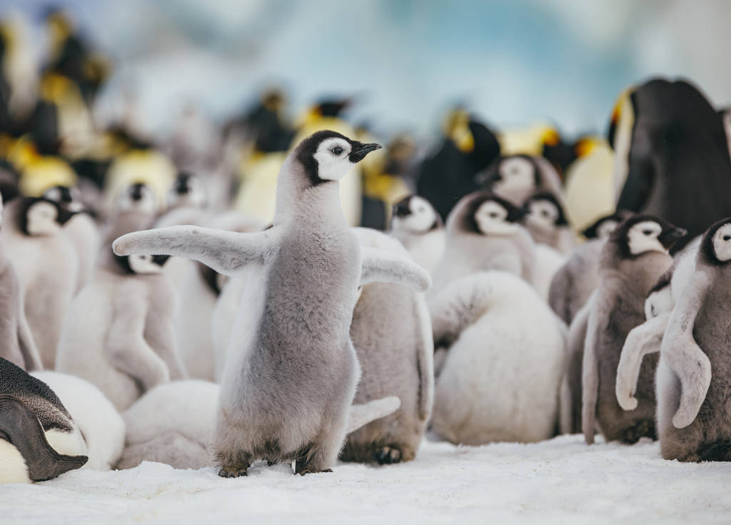Emperor Penguins
