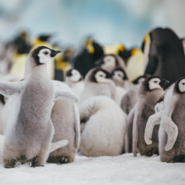 Emperor Penguins
