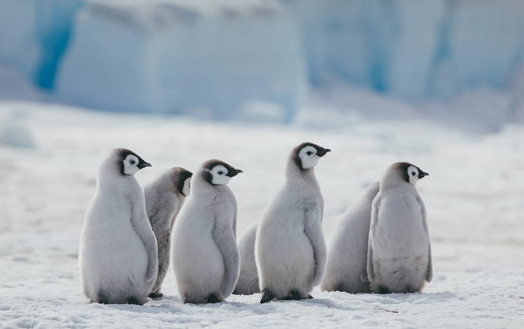 Emperor Penguins