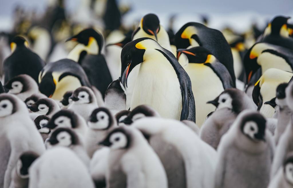 Emperor Penguins