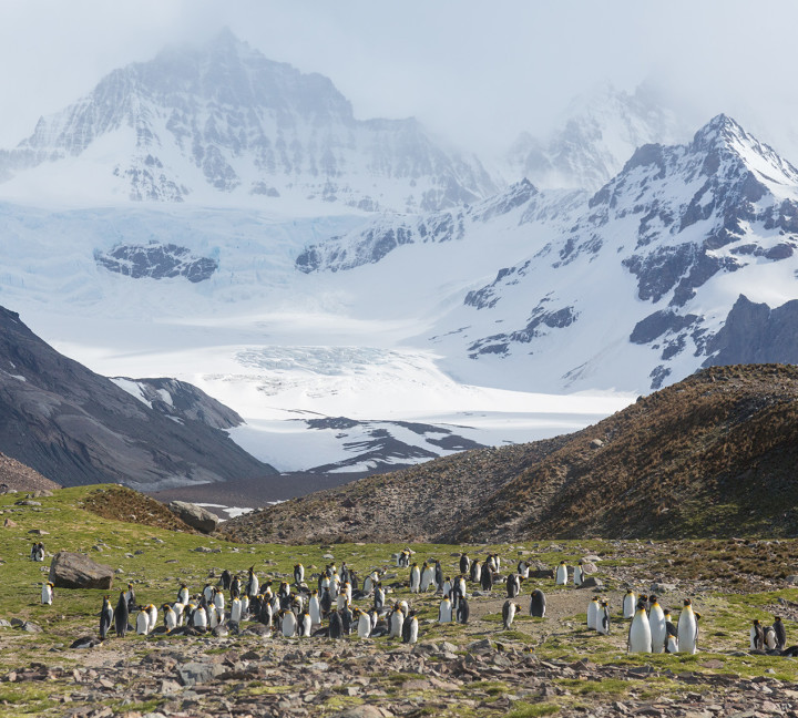 King Penguin colony