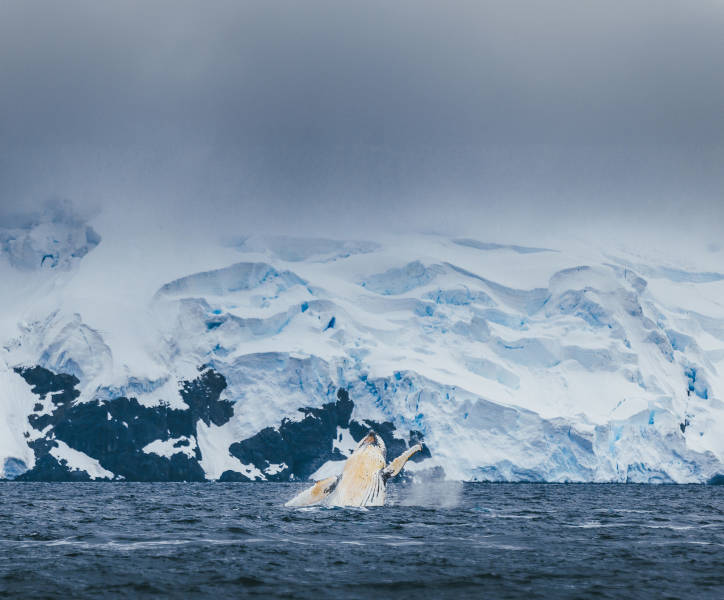 Antarctic Marine Mammals: The World of Whales and Seals