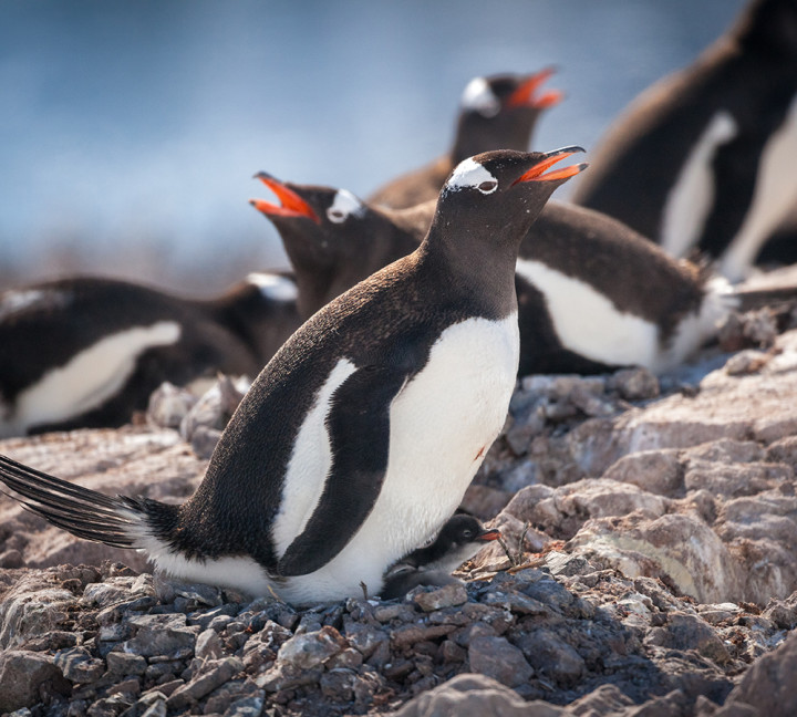 Gentoo penguin and its chick sit on top of their rocky nest during a sunny day at Neko Harbour.