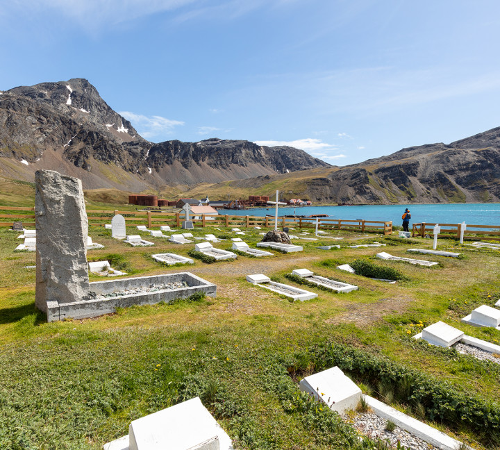 Falkland Islands and South Georgia: 20-Day Wildlife Adventure