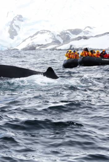 Humpback whales