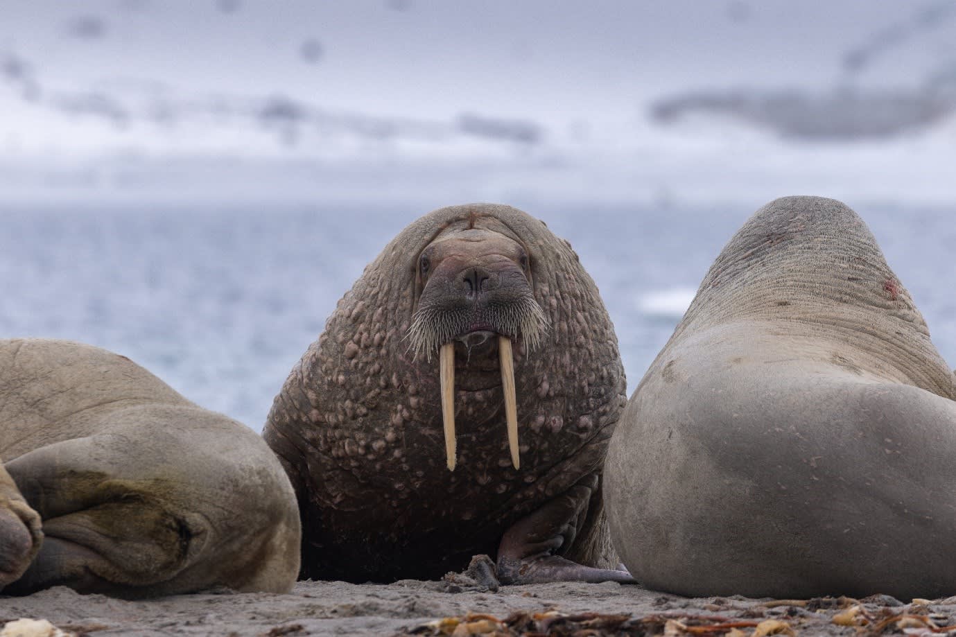 Walruses spotted during a landing site visit in Svalbard. Photo by Michelle Sole.