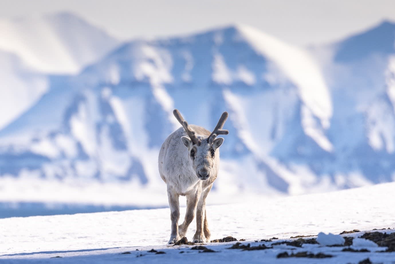 Svalbard reindeer spotted during a landing. Photo by Michelle Sole.