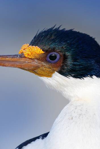 Cormorant