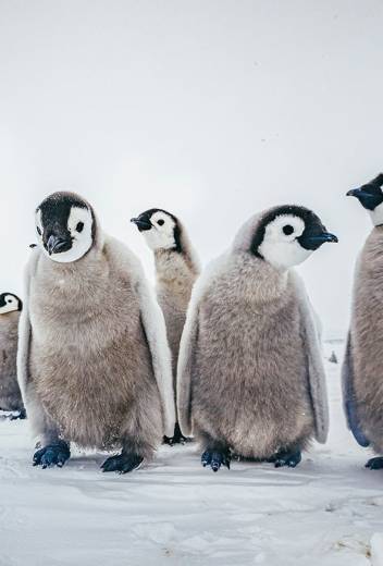 The Antarctic Peninsula