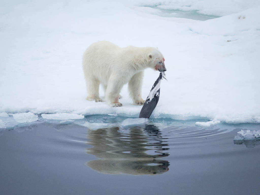 Best Things To Do in Svalbard in Arctic Norway