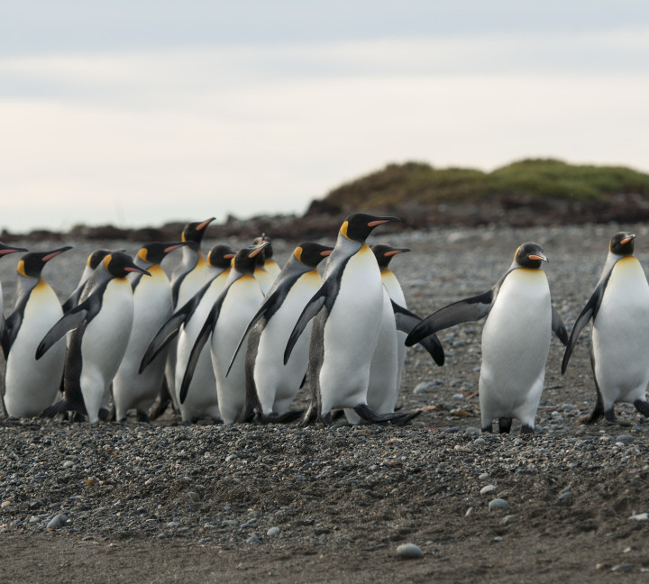 A group of king penguins huddle together on a beach at King Penguin Park, which is the only colony of king penguins in Latin America.