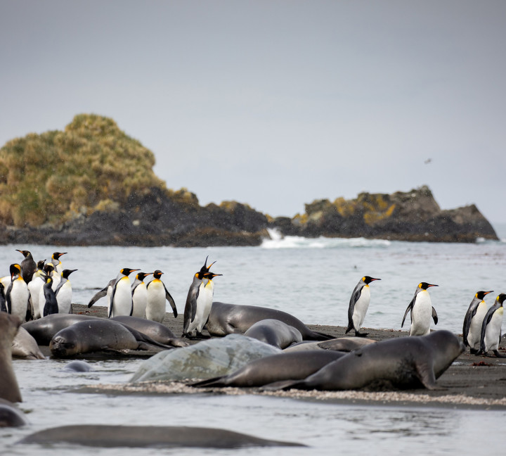 Penguins of the Far South: Falklands, South Georgia and Antarctica
