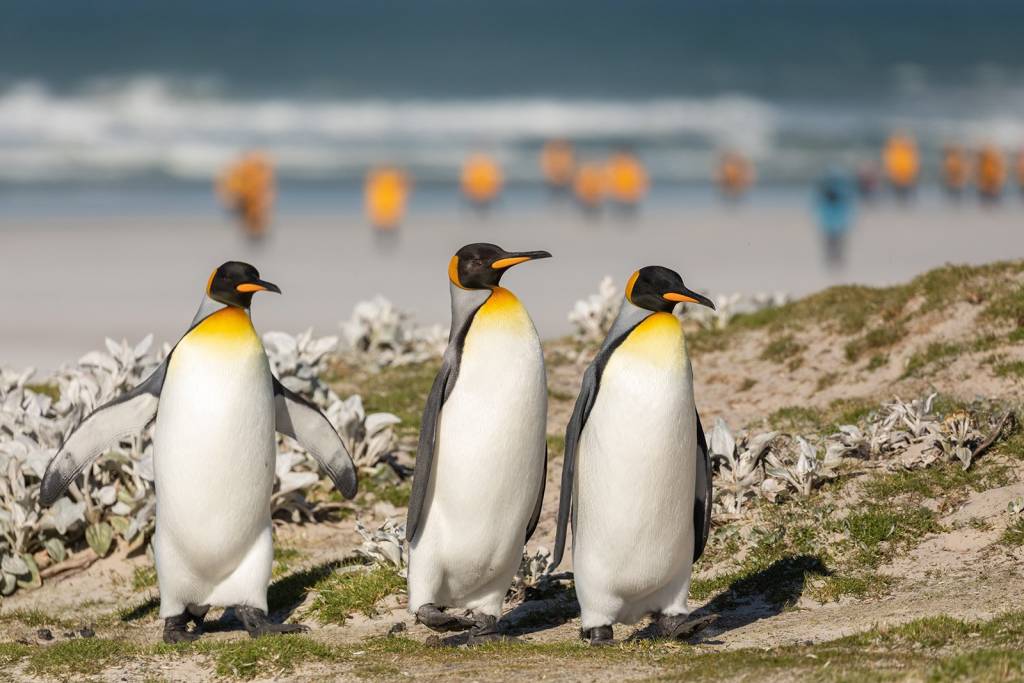 King Penguin