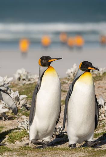 King Penguin