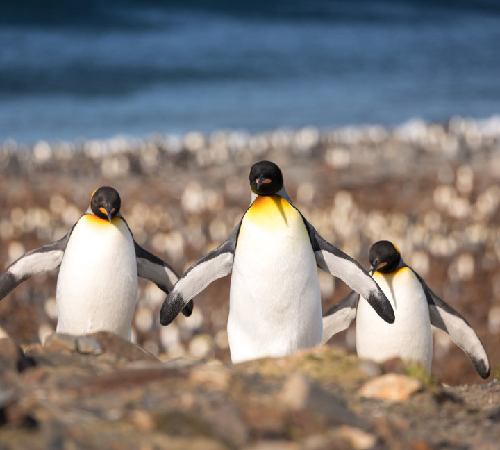 Three king penguins spread their wings at St. Andrew's Bay in South Georgia.