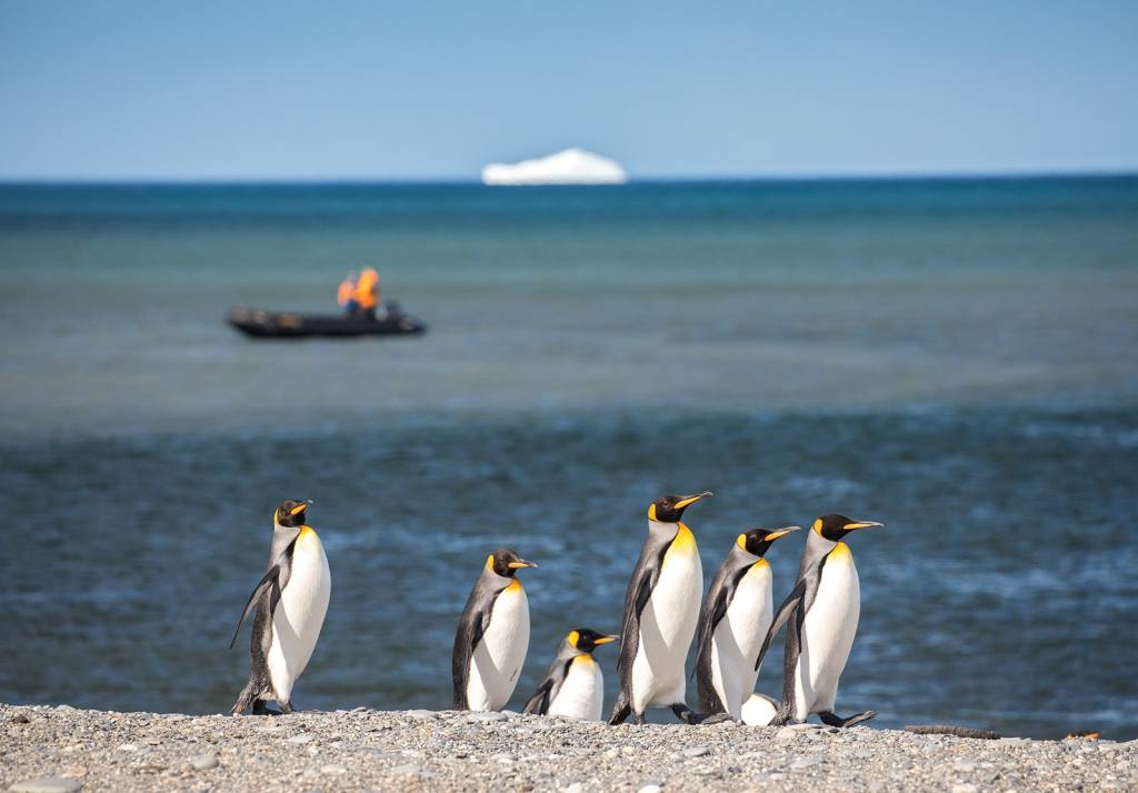 King Penguin