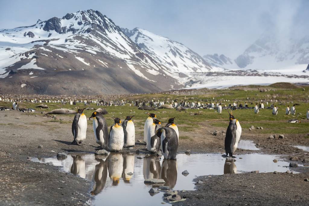 King Penguin