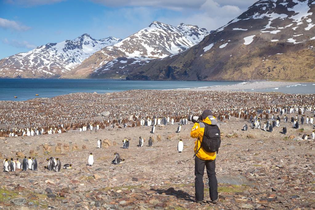 King Penguin