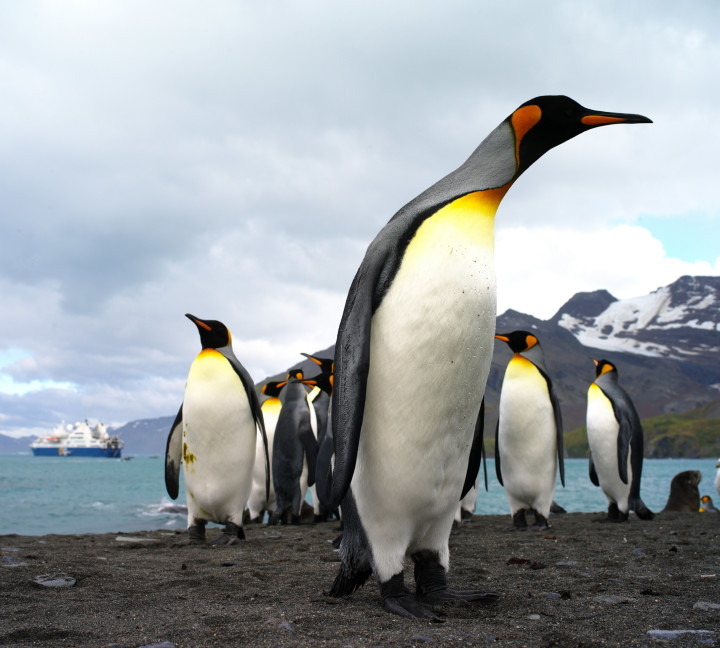South Georgia and Antarctic Peninsula: Penguin Safari