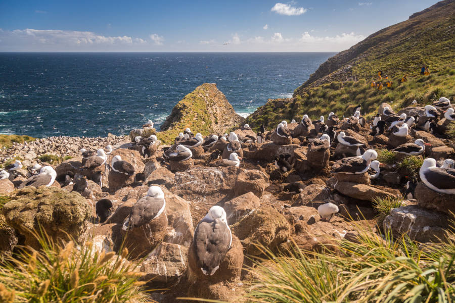 The Falkland Islands (Islas Malvinas)