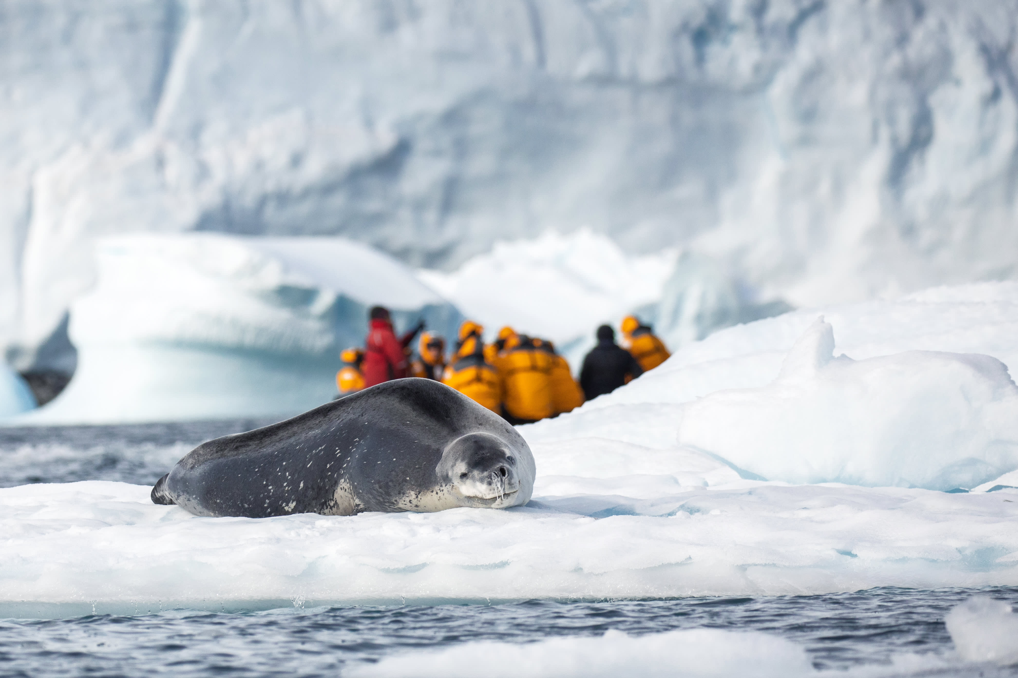 Snow Hill to the Peninsula: Shackleton’s Emperors