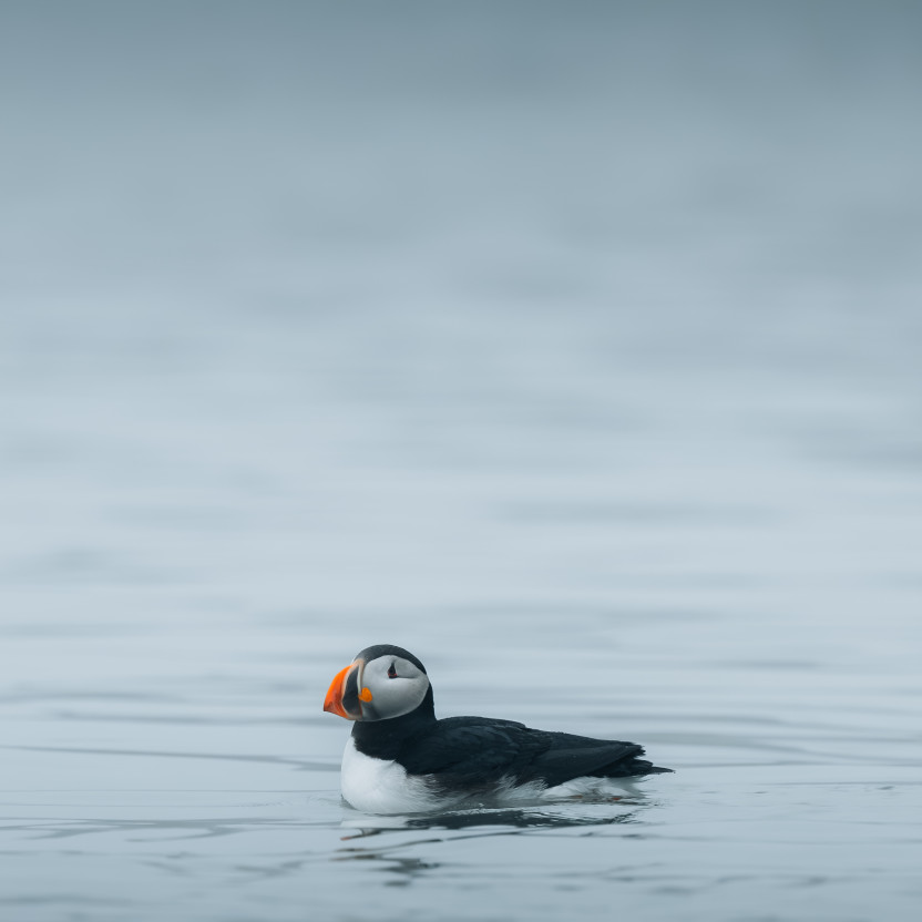 Spitsbergen Highlights: Wildlife Capital of the Arctic
