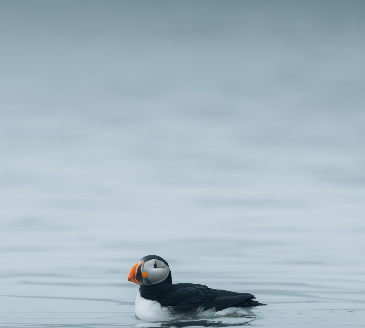 Spitsbergen Highlights: Wildlife Capital of the Arctic