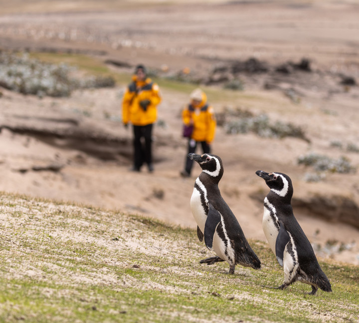 Penguins of the Far South: Falklands, South Georgia and Antarctica