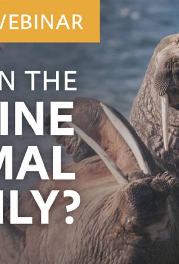 Who's in the Marine Animal Family?