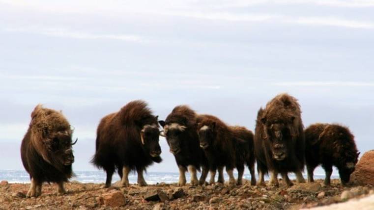 Muskoxen are one of the largest land-roaming creatures in the Arctic. Large herds are found throughout Greenland.