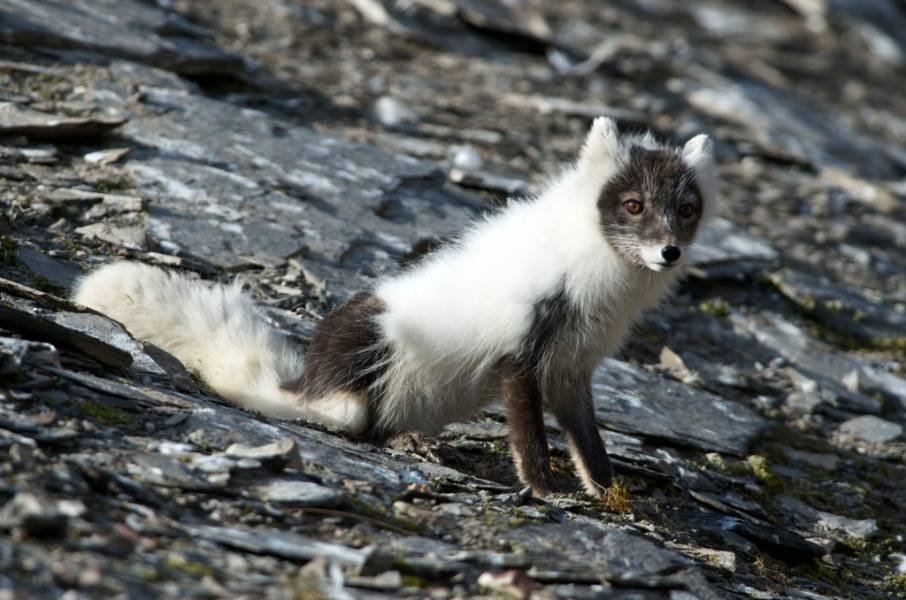 Wild fox