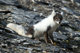 Wild fox