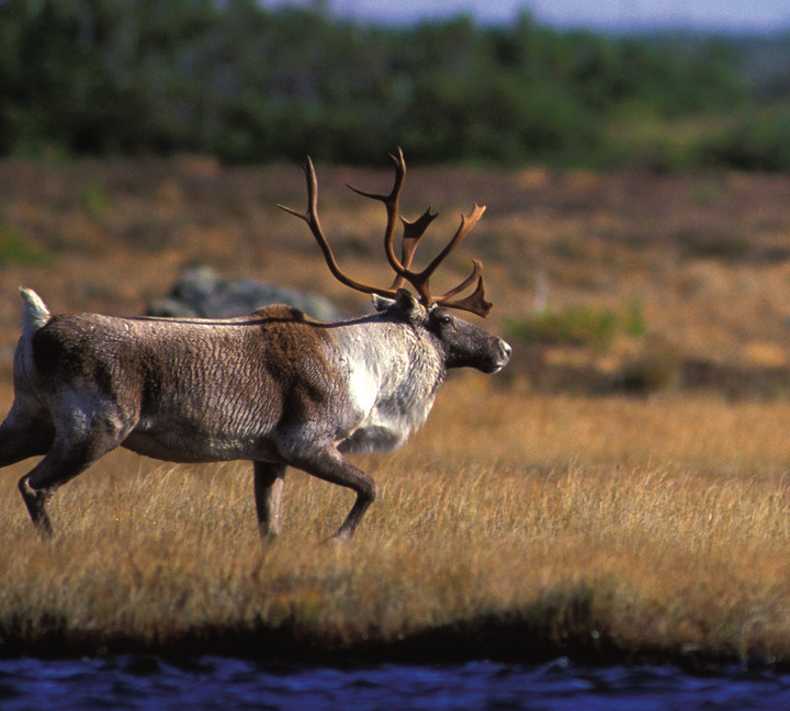 Greenland to Newfoundland: Mountains, Wildlife and Viking History