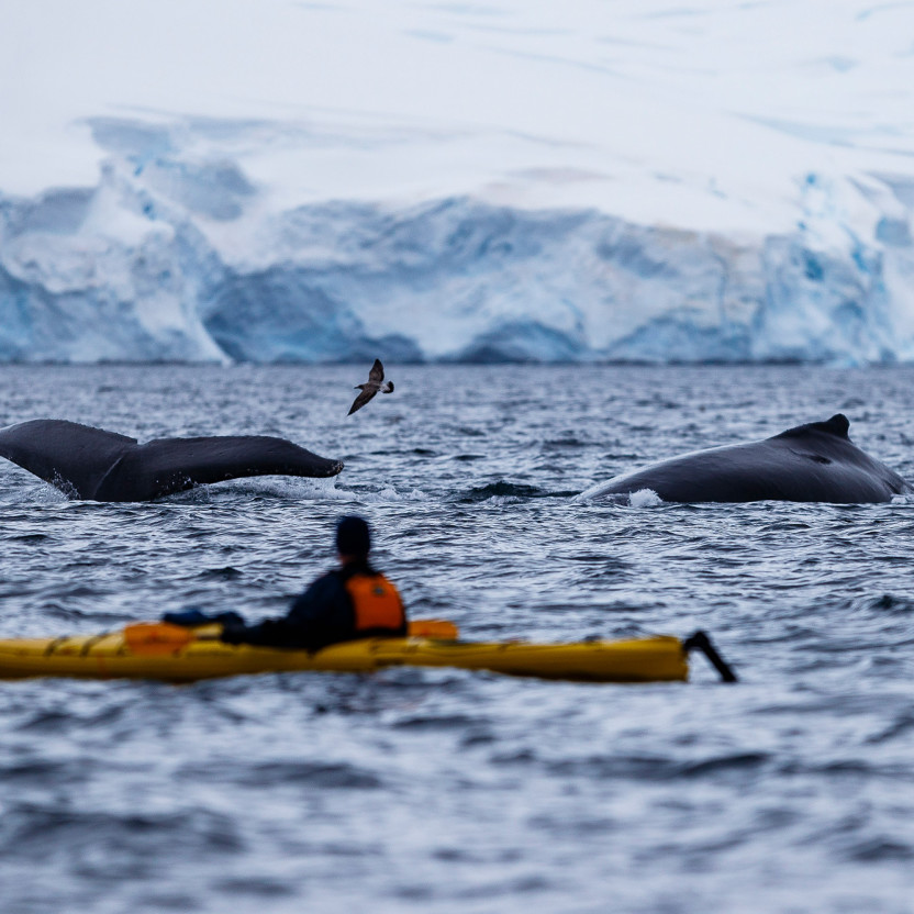 Antarctic Marine Mammals: The World of Whales and Seals