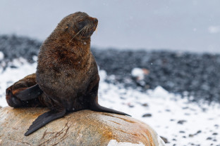 Seal