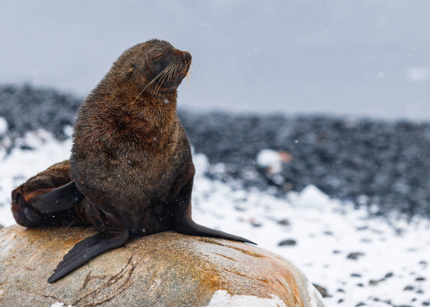 Seal