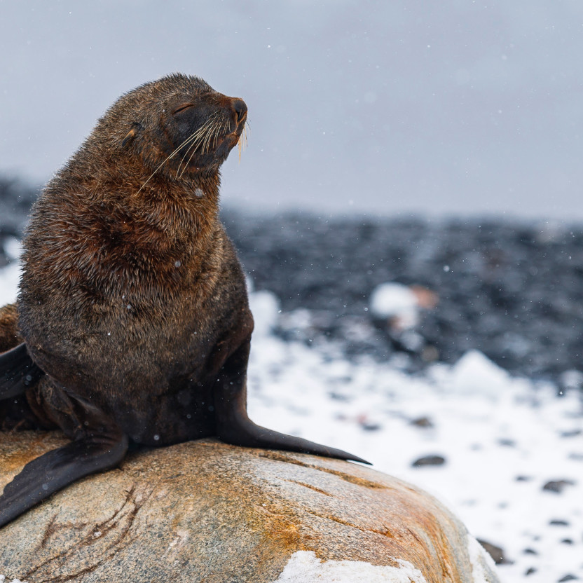 Seal