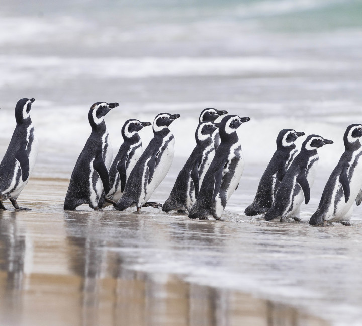 Falkland Islands and South Georgia: 20-Day Wildlife Adventure
