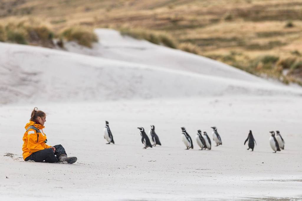 Falkland Islands Tourism: A Guide to Visiting the Falkland Islands