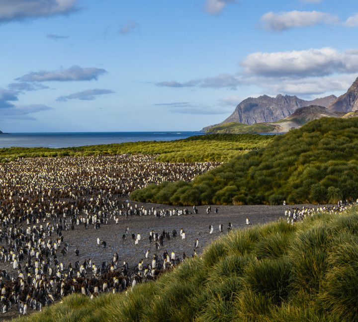 Falkland Islands and South Georgia: 20-Day Wildlife Adventure