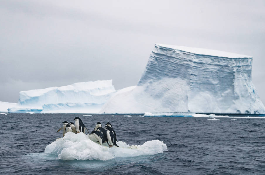 Antarctic Peninsula: A Rare Exploration of the Weddell Sea