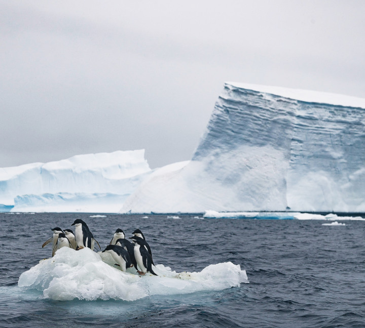 Antarctic Peninsula: A Rare Exploration of the Weddell Sea