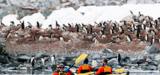 Passengers kayaking near penguins