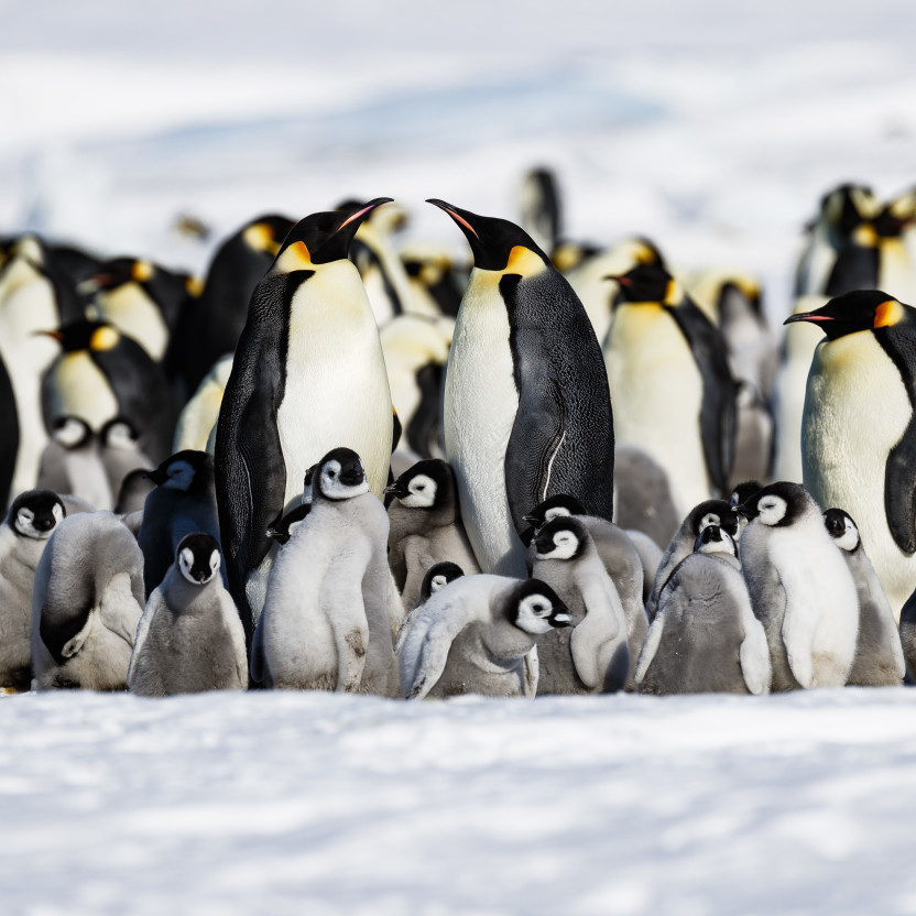 Emperor Penguin Quest: Expedition to Snow Hill